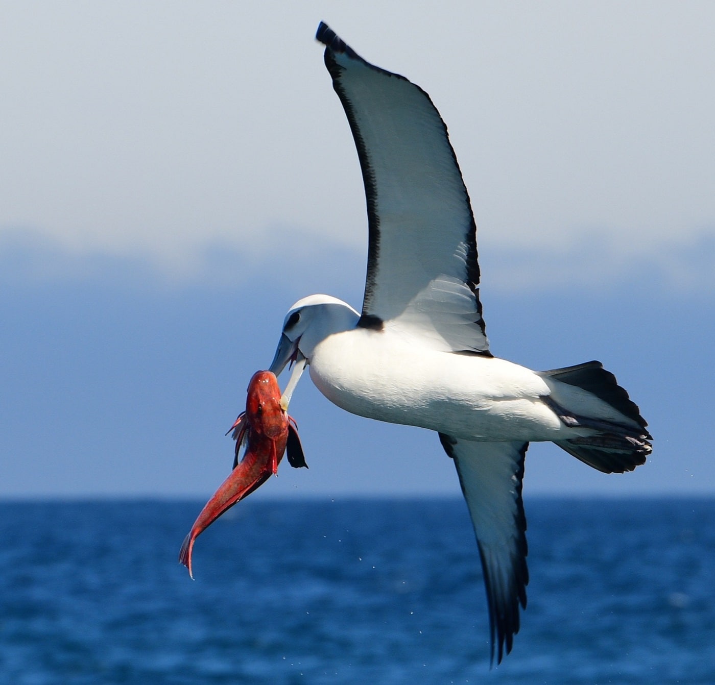 Scenic Wildlife Cruises